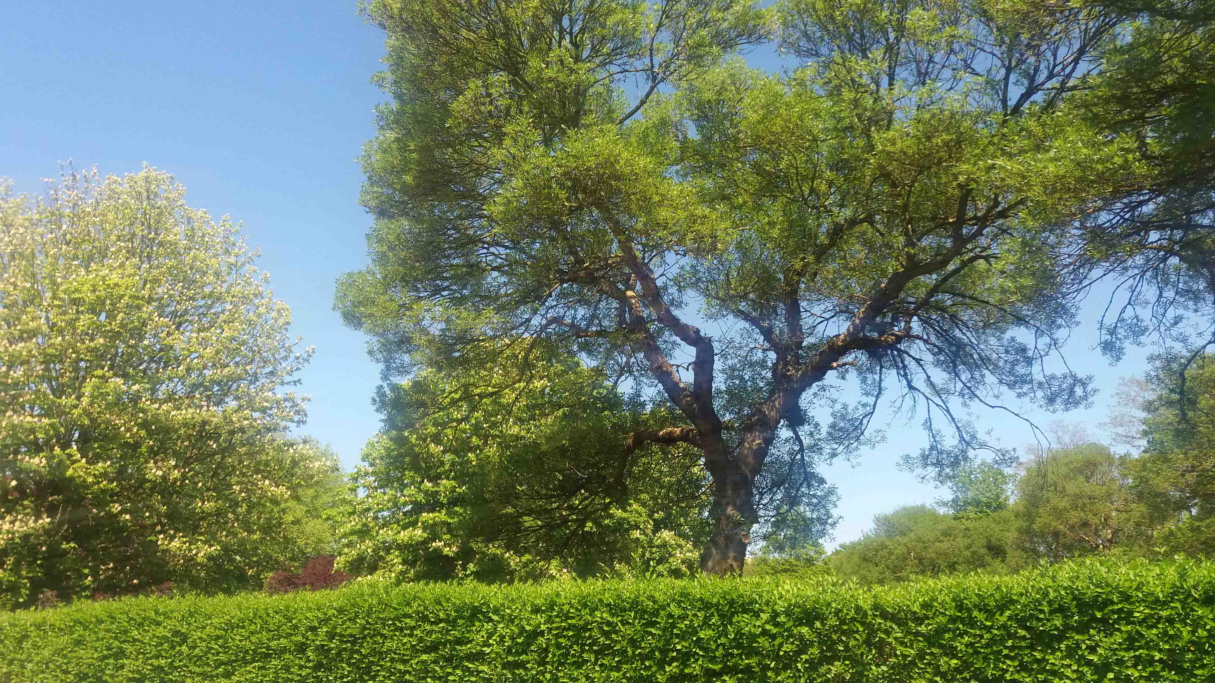 Zeer groene boom in april/ mei bij blauwe lucht