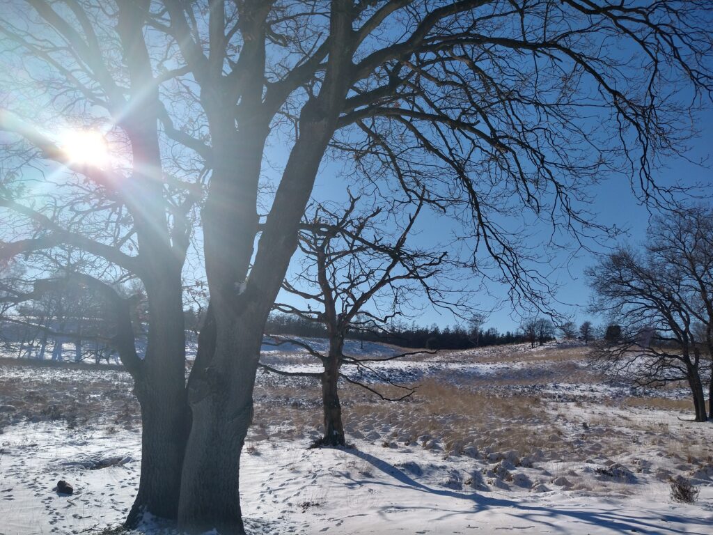 Zon verblindend achter boom met sneeuw
