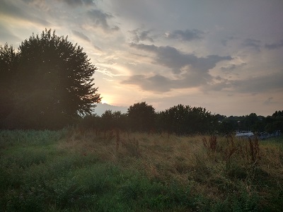 Surrealistische polder met bomen in augustus bij zonsondergang